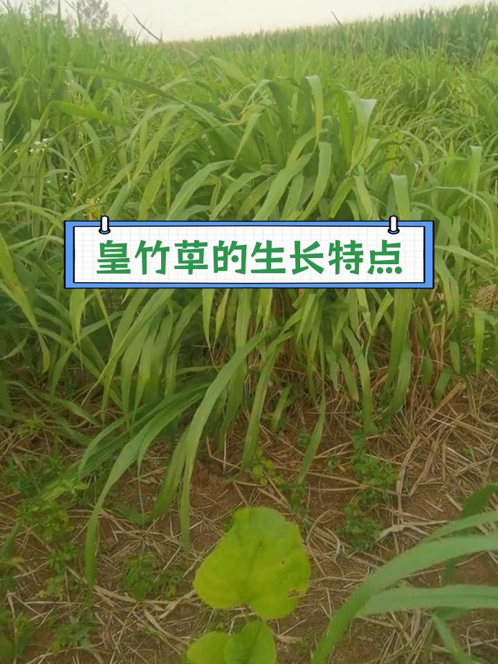 皇竹草的形态特征与生长习性