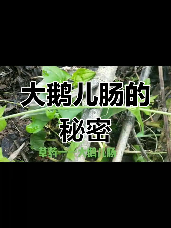 乡间大鹅儿肠:神奇野生药材,带你领略自然之美
