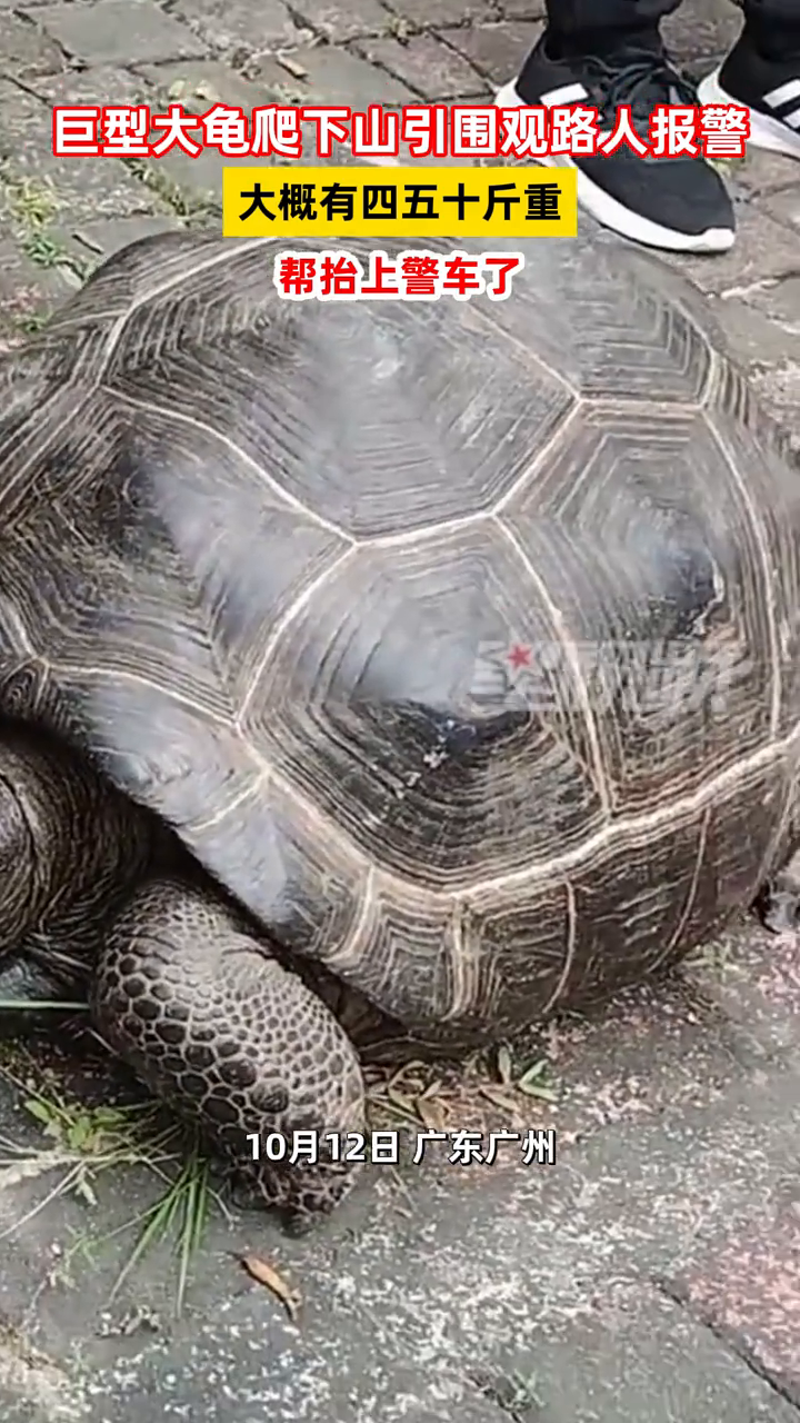 巨型大龟爬下山引围观 路人报警:大概有四五十斤重