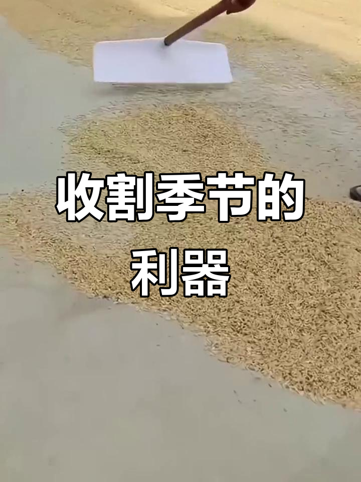 晒粮必备工具,耙子刮板一应俱全