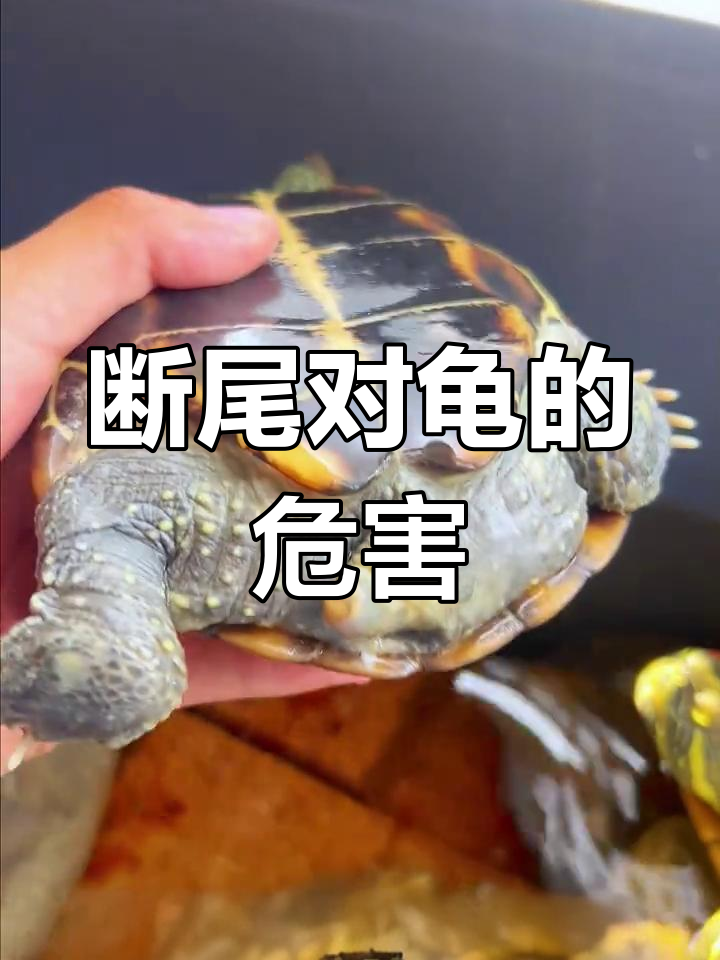 乌龟断尾的影响与后果