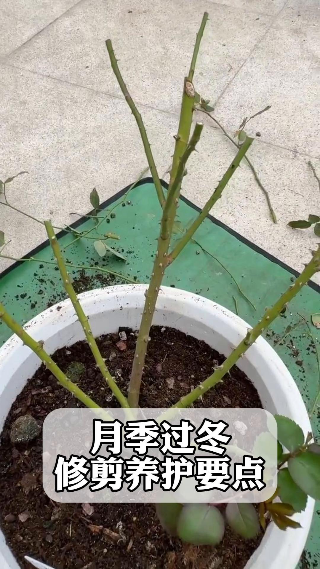 月季花冬季剪枝方法图片