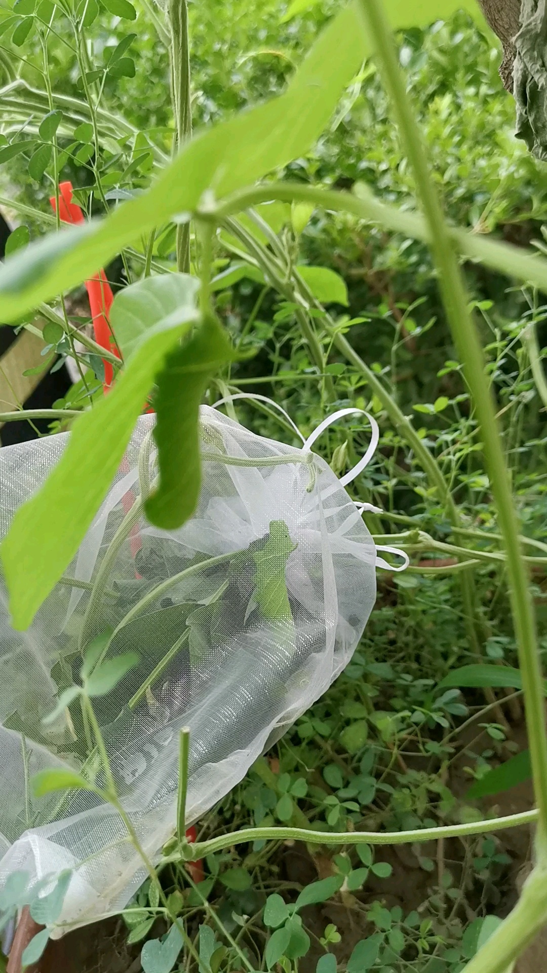 豆虫养殖很简单
