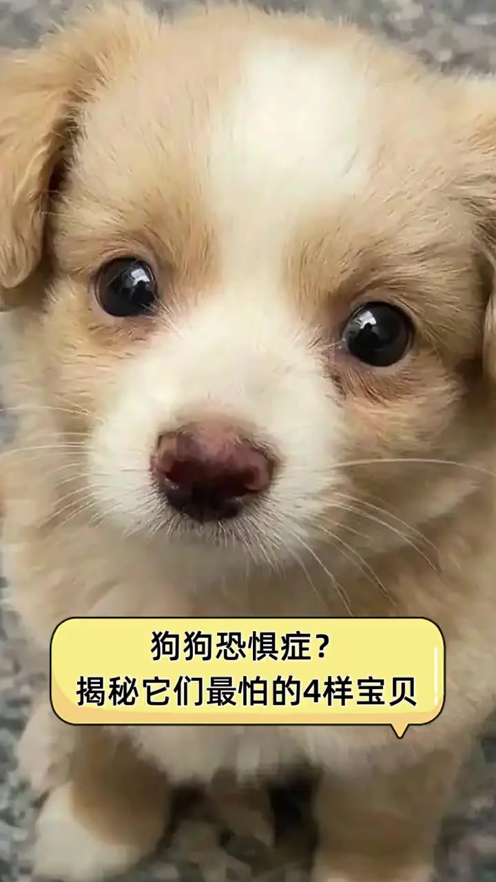 怕狗恐惧症图片