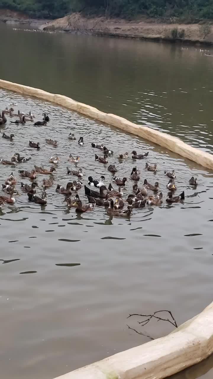 有种养殖叫野外放养 我们村里最靓的鸭-度小视