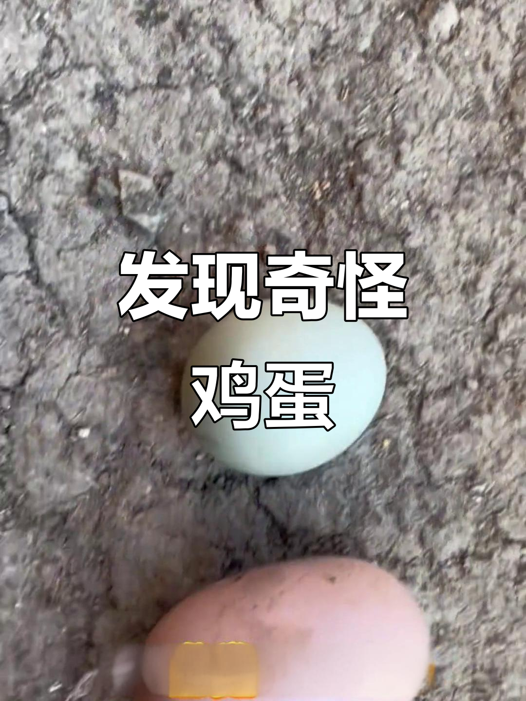 鸡窝惊现蛇蛋,长又大!
