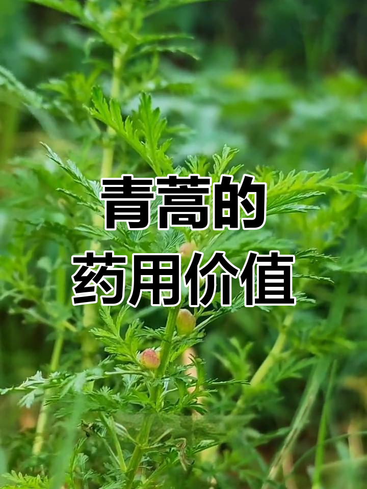 青蒿与黄蒿:大自然的神奇草药