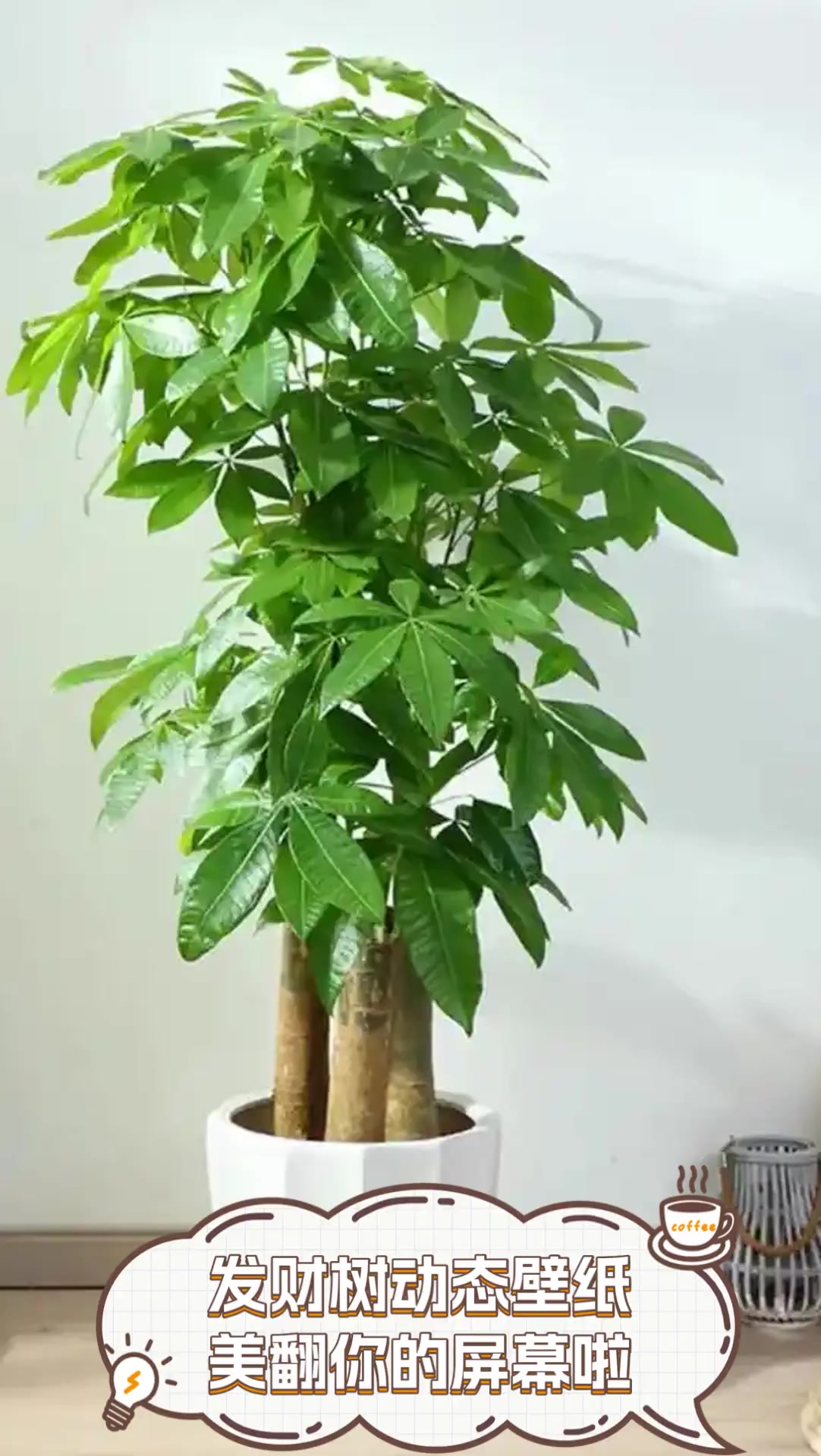 发财树动态壁纸,美翻你的屏幕啦