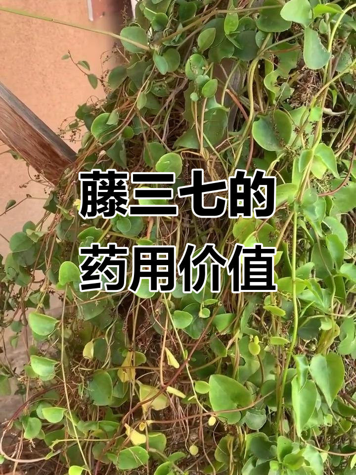 藤三七:滋补壮腰,土川七的神奇功效
