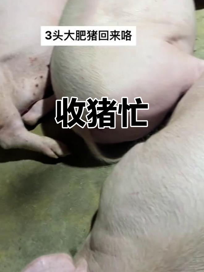 猪脱肛三点式缝法图片