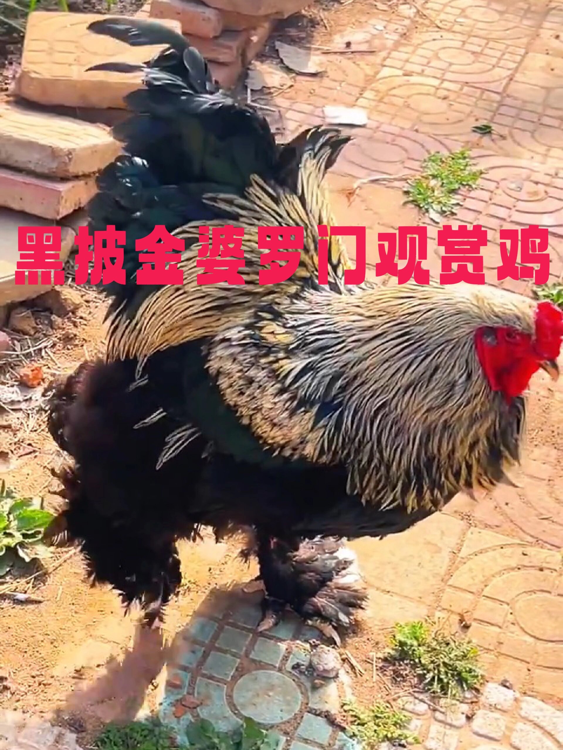 黑披金三彩婆罗门观赏鸡,种蛋 鸡仔现货