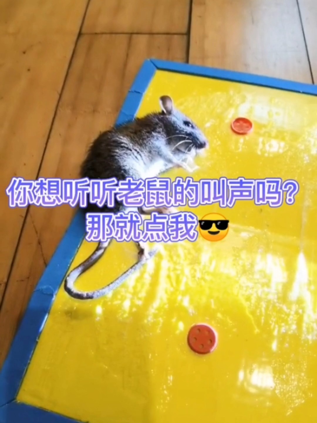 老鼠的叫声是啥样?