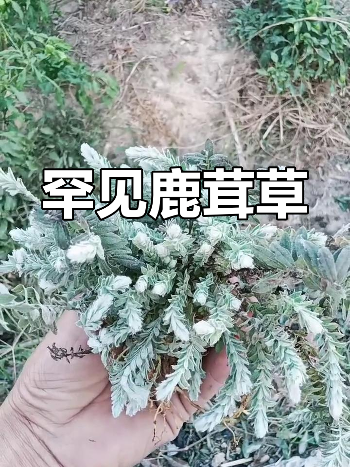 鹿茸草:珍稀六月雪,农村难得一见