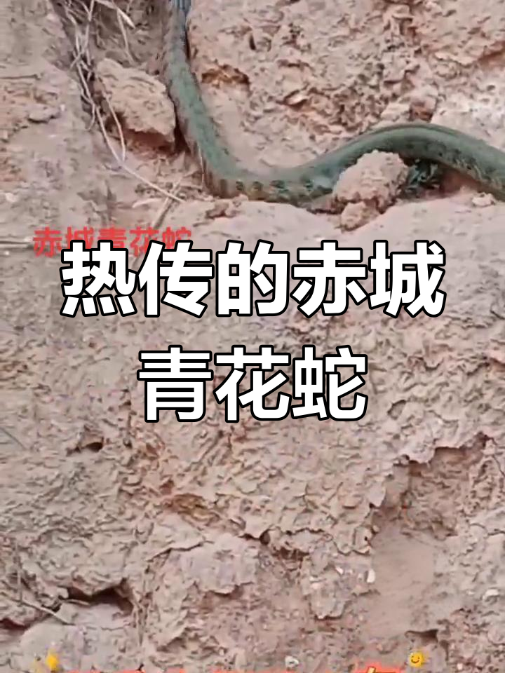 赤城青花蛇,神秘动物抖音热传