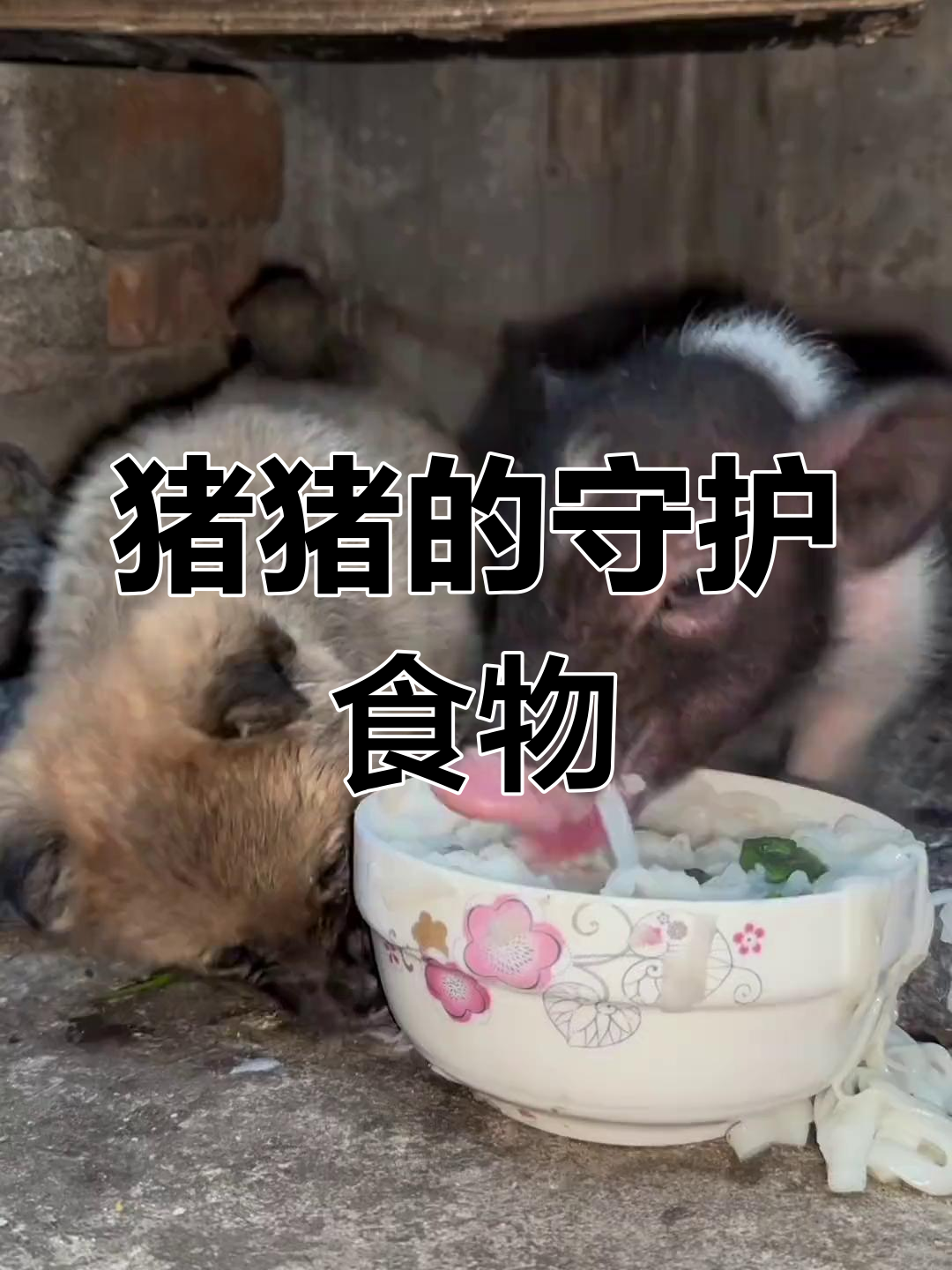 小猪护食