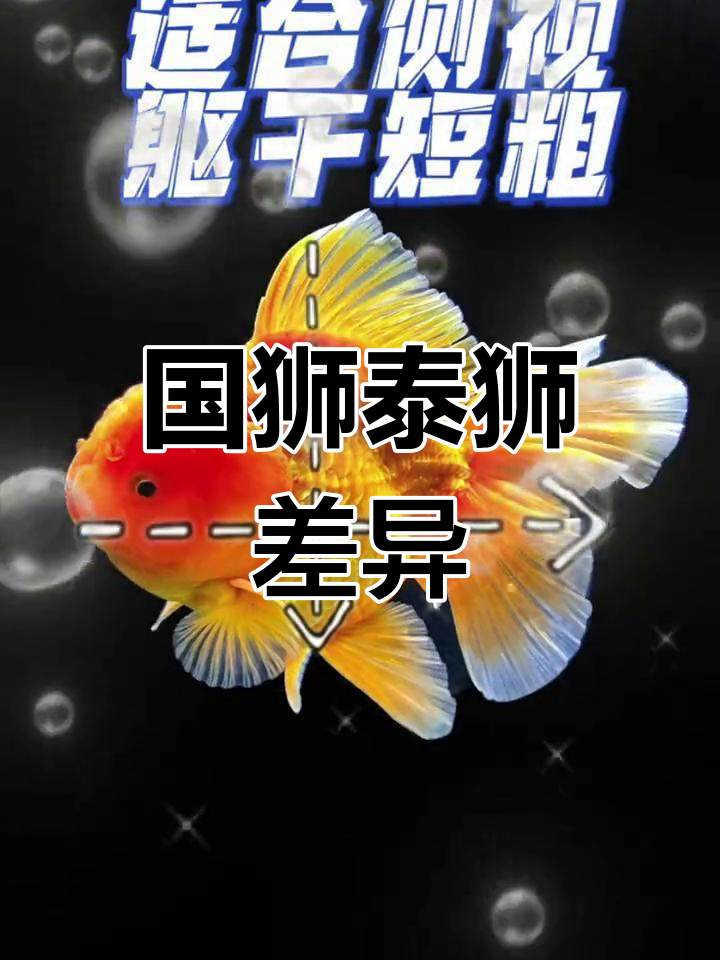 国狮与泰狮的区别解析