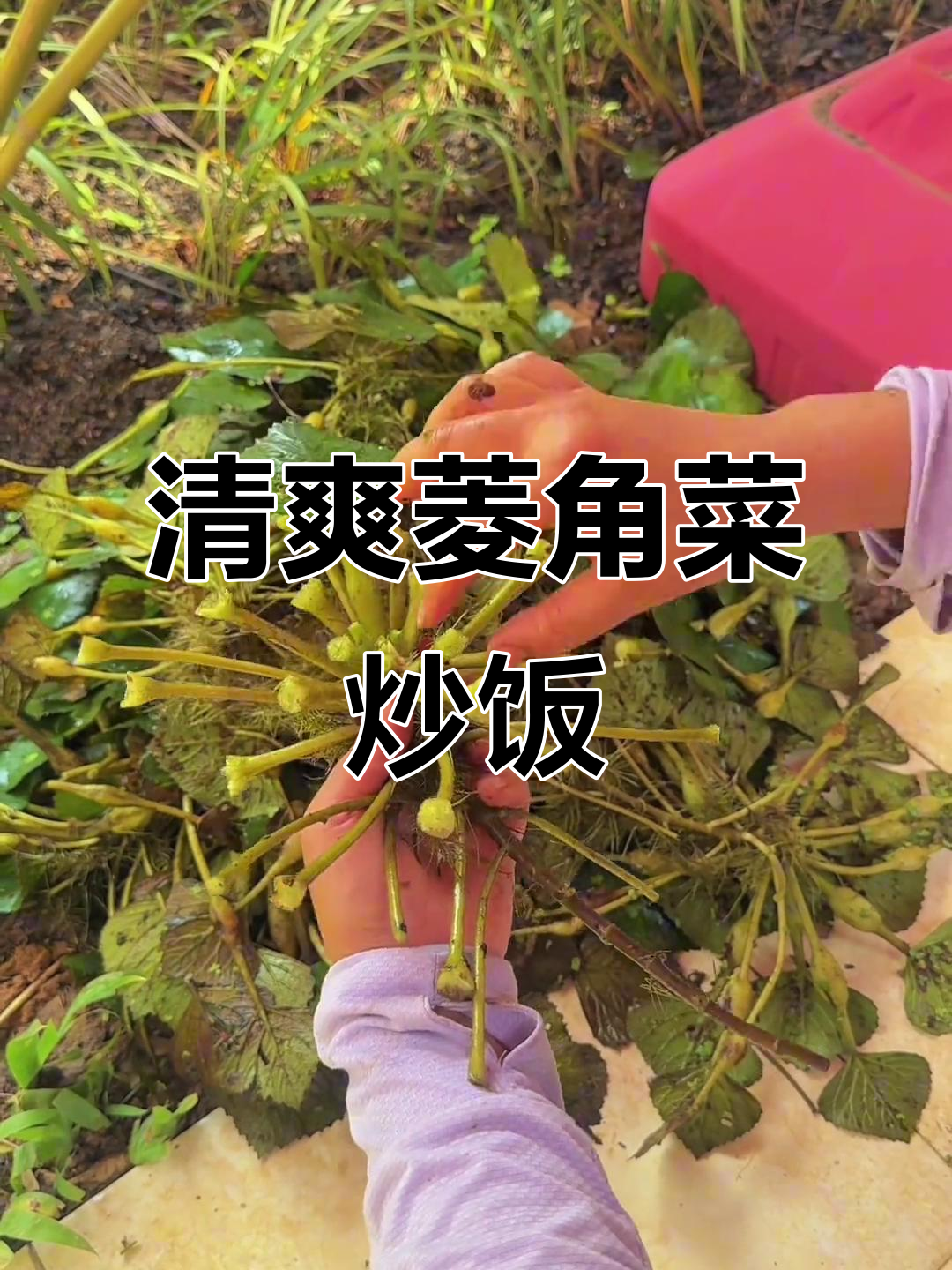 菱角菜脆嫩爽口,简单做法让你轻松享受美味