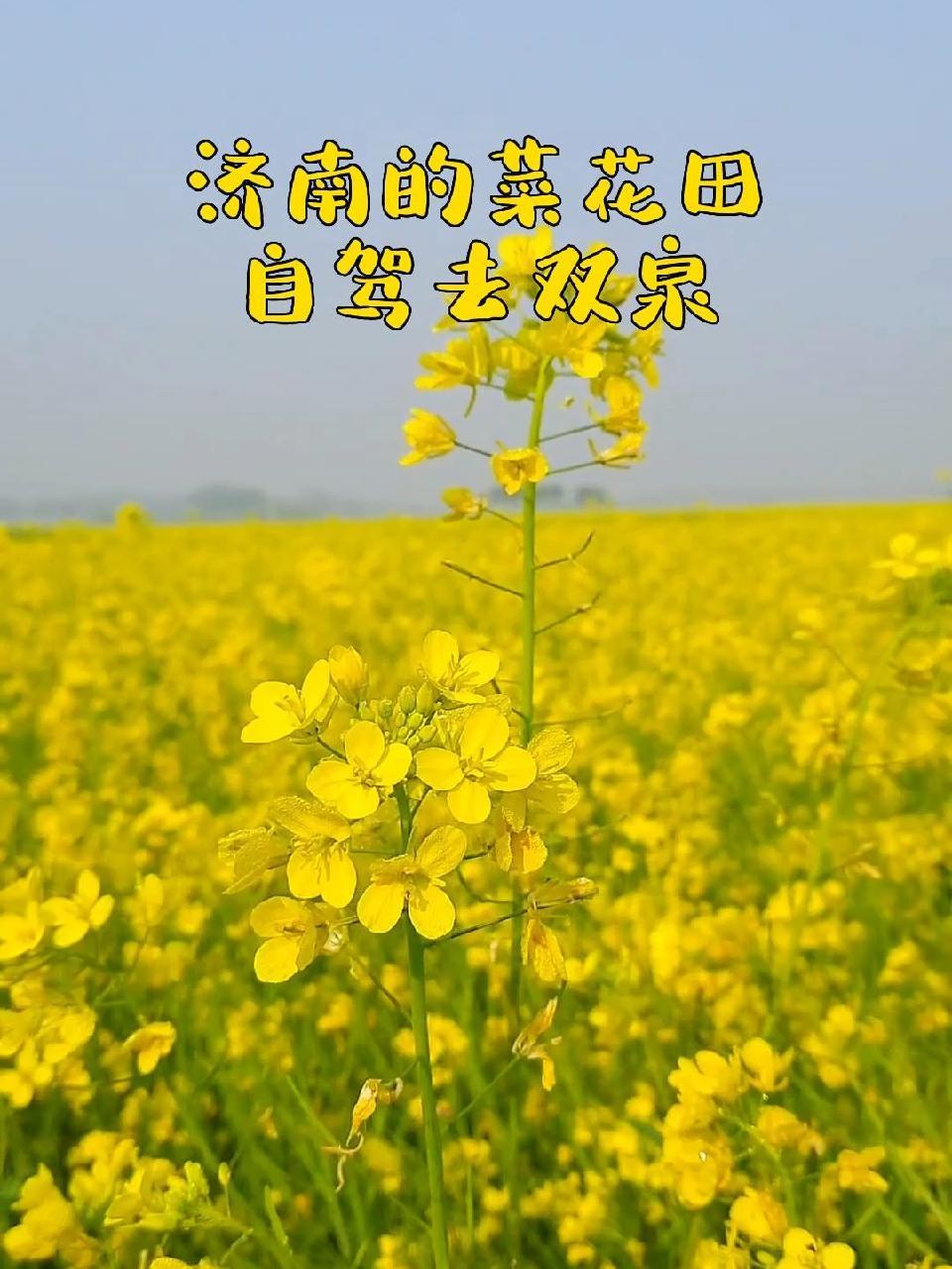 双泉镇油菜花图片