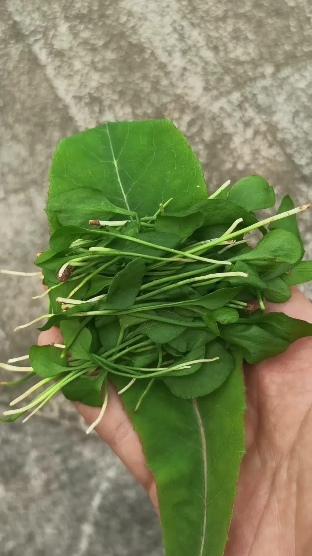 有人知道这是什么嘛 一支箭 草药科普 草药知识 草药鉴别-度小视