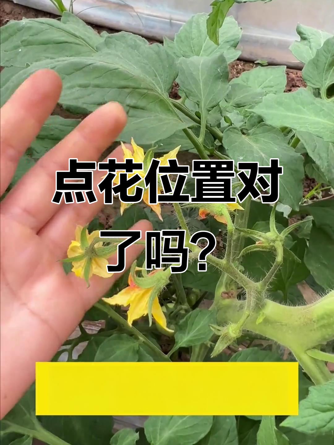 西红柿点花技巧,掌握这些让果实更丰盈
