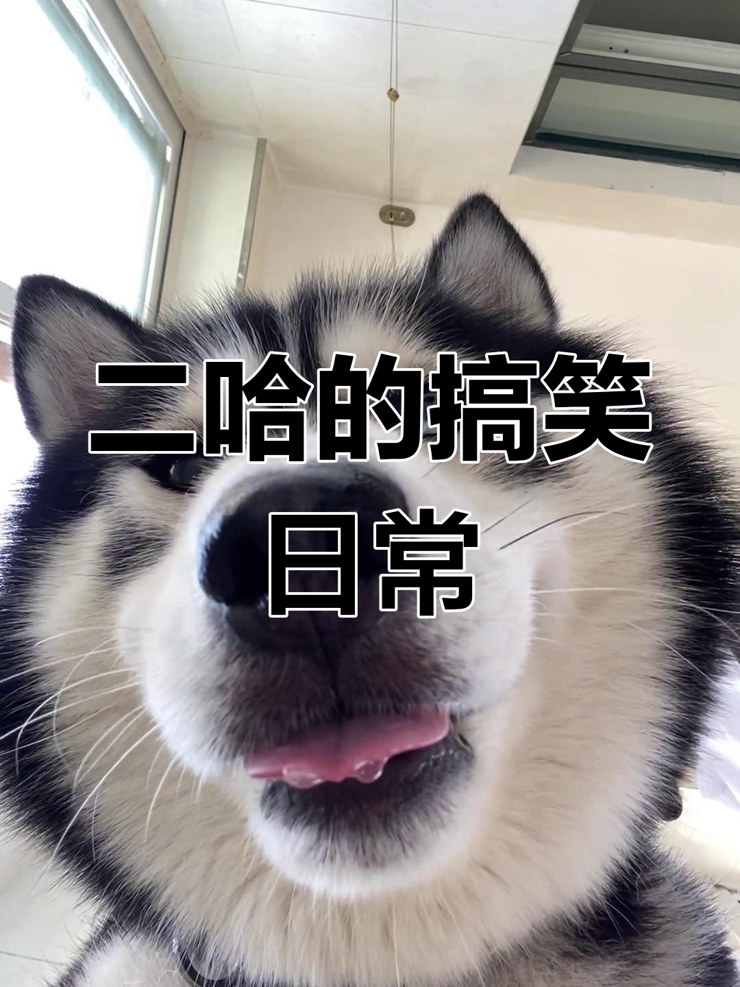 哈士奇口水掉不停,二哈的日常搞笑瞬间