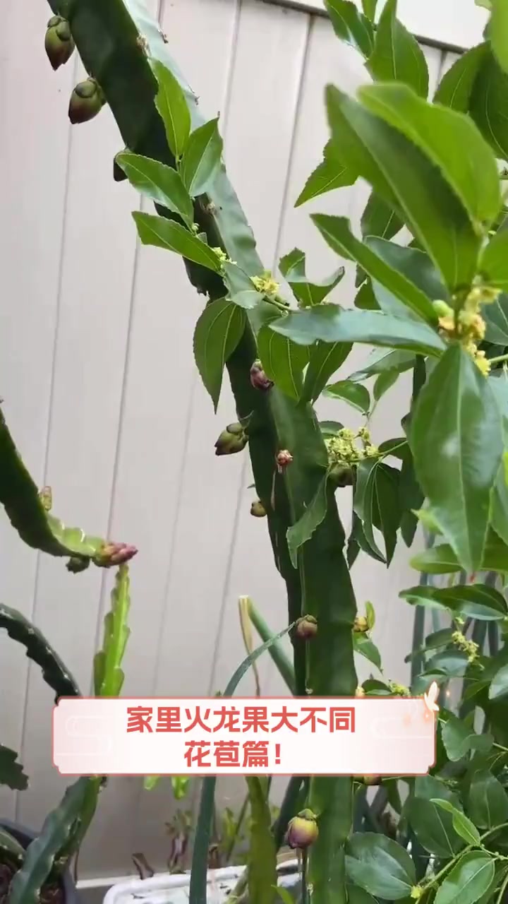 家里火龙果大不同,花苞篇!