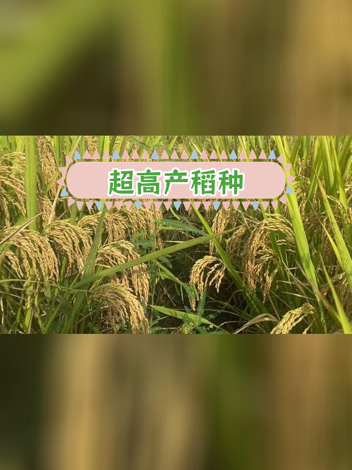 春优801水稻品种简介图片