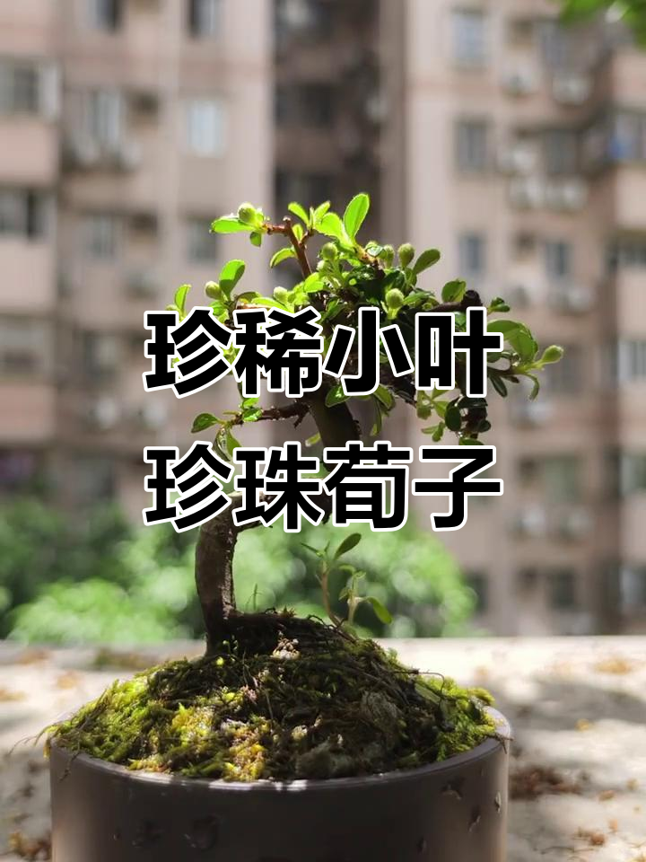 小叶珍珠荀子:独特植物,美丽又神秘