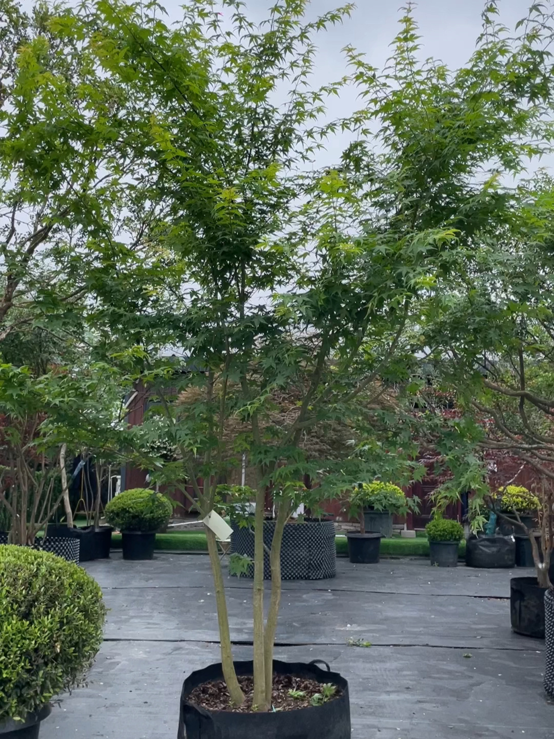 丛生鸡爪槭,花园必备绿色系