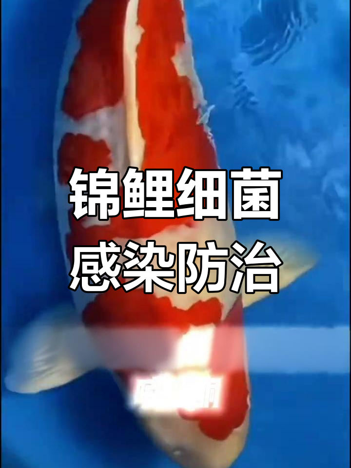 锦鲤细菌性疾病全解析:从初期到中期治疗技巧