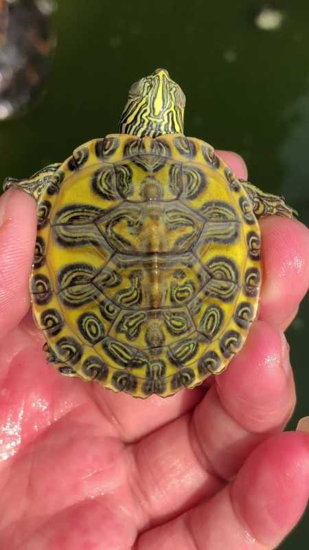 翅膀 萌宠出道计划 萌宠推荐官 火焰龟@四海纵横火焰龟(2号店)@四海纵