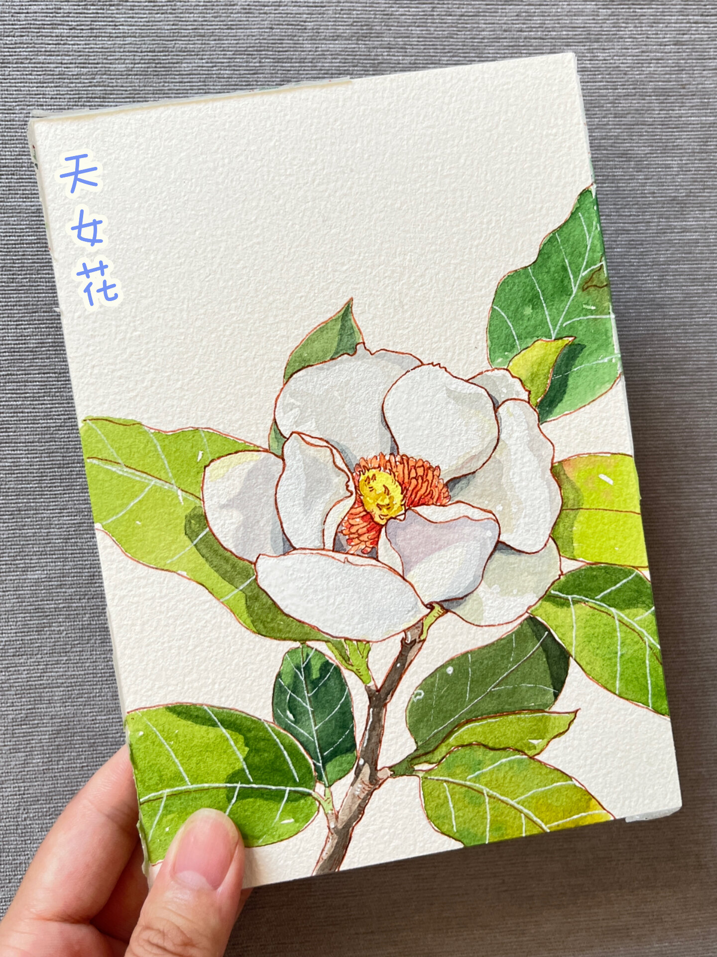 钢笔淡彩|天女花(辽宁省省花)