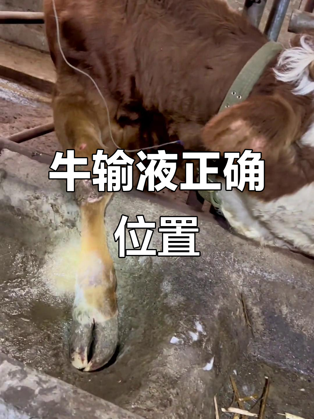 给牛输液的正确位置,轻松扎针技巧大揭秘