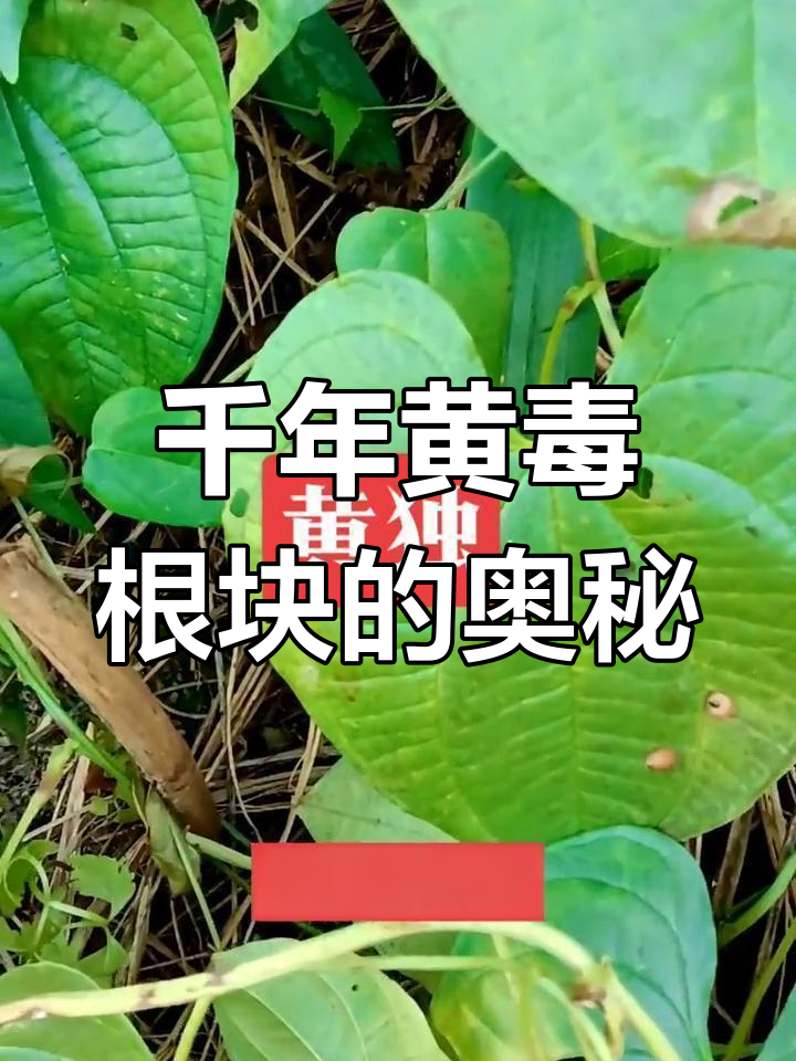 黄毒根块:千年医书中的神奇药材,心形叶与巧克力果实的秘密
