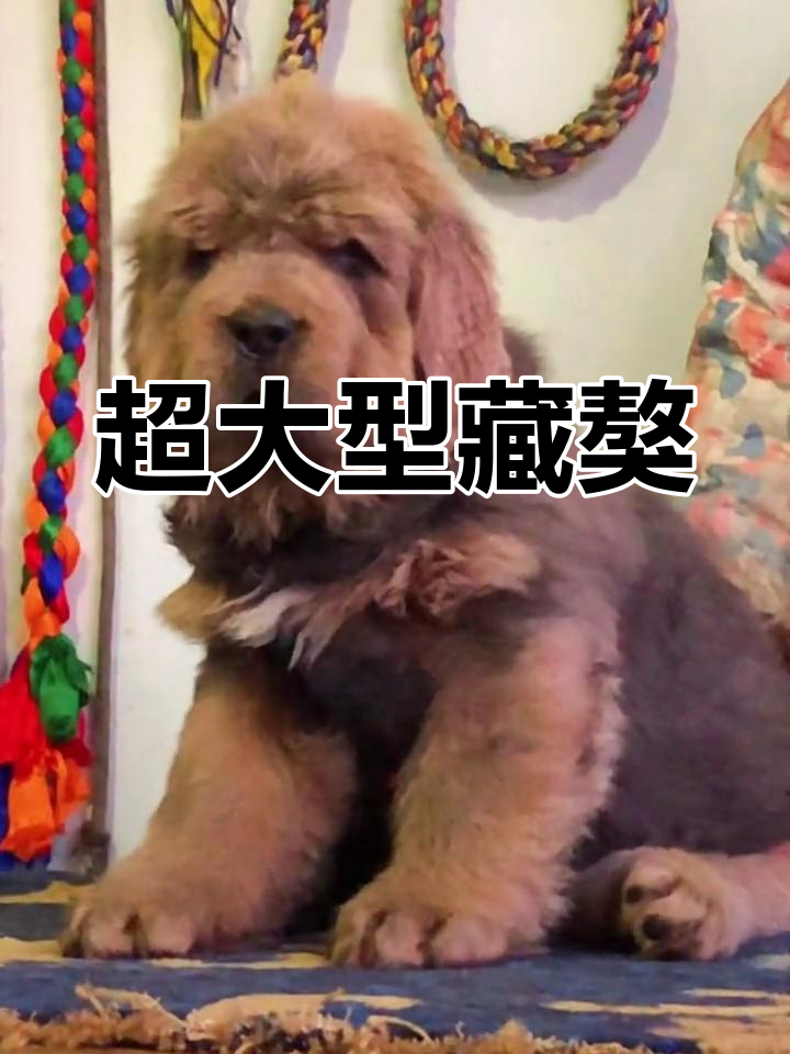 两个月大藏獒,骨骼粗壮,威武霸气