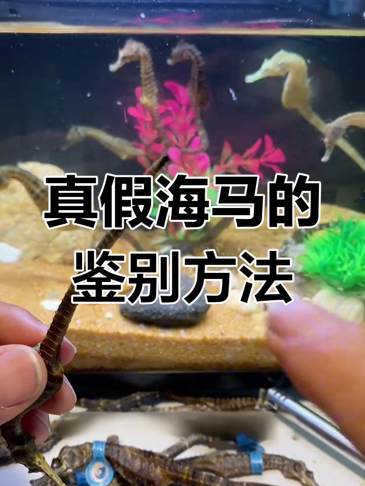 如何辨别海马真假?教你用打火机轻松分辨