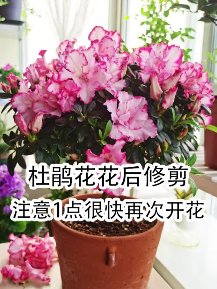 杜鹃花开开败后修剪有方法?注意1点!
