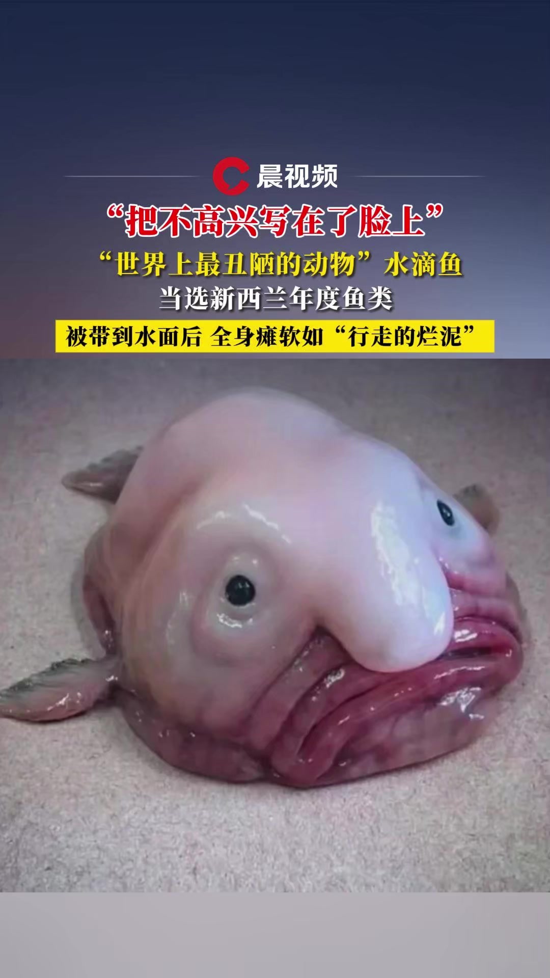 "世界上最丑陋的动物"水滴鱼当选新西兰年度鱼类