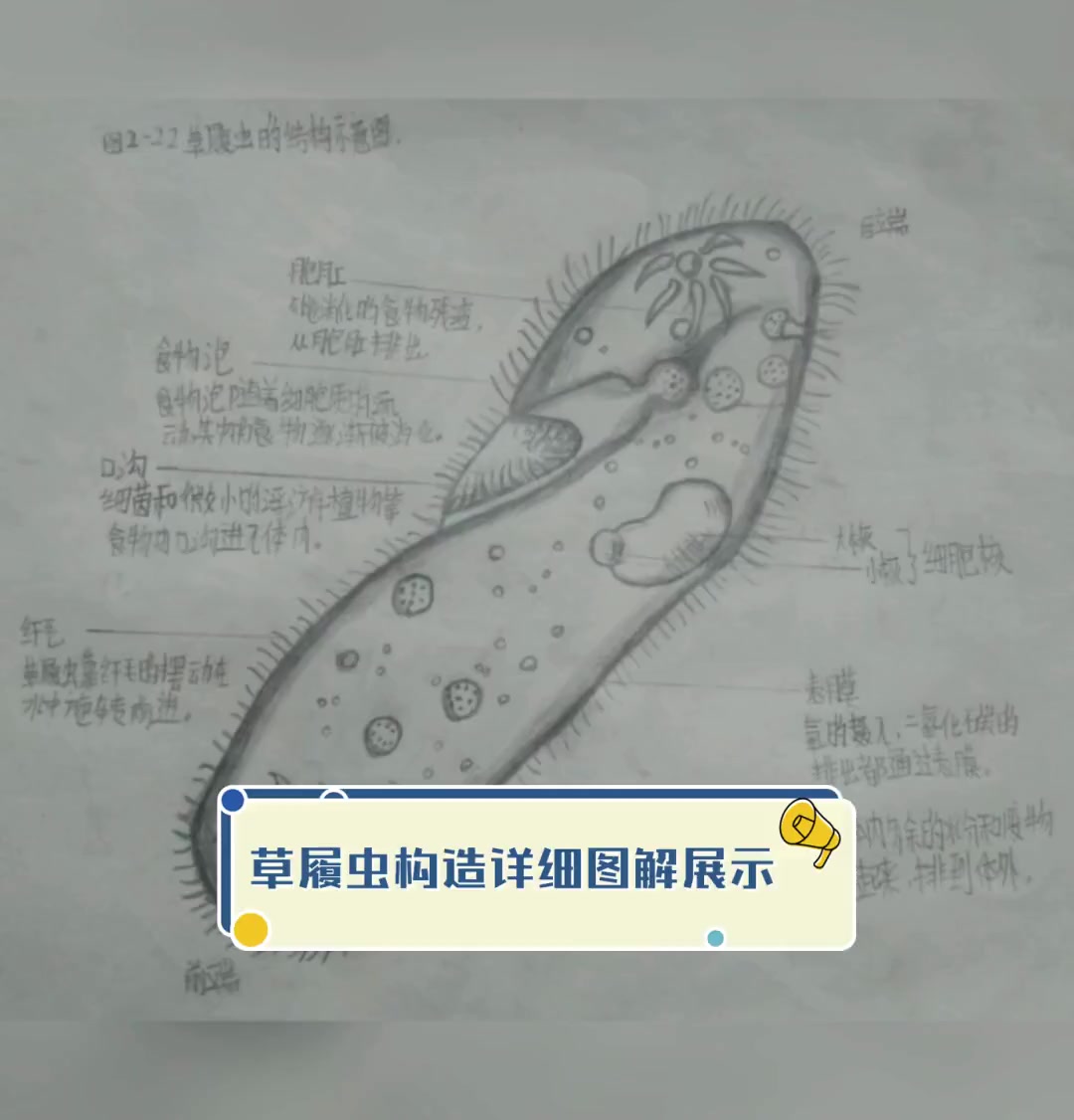 七上生物草履虫结构图图片