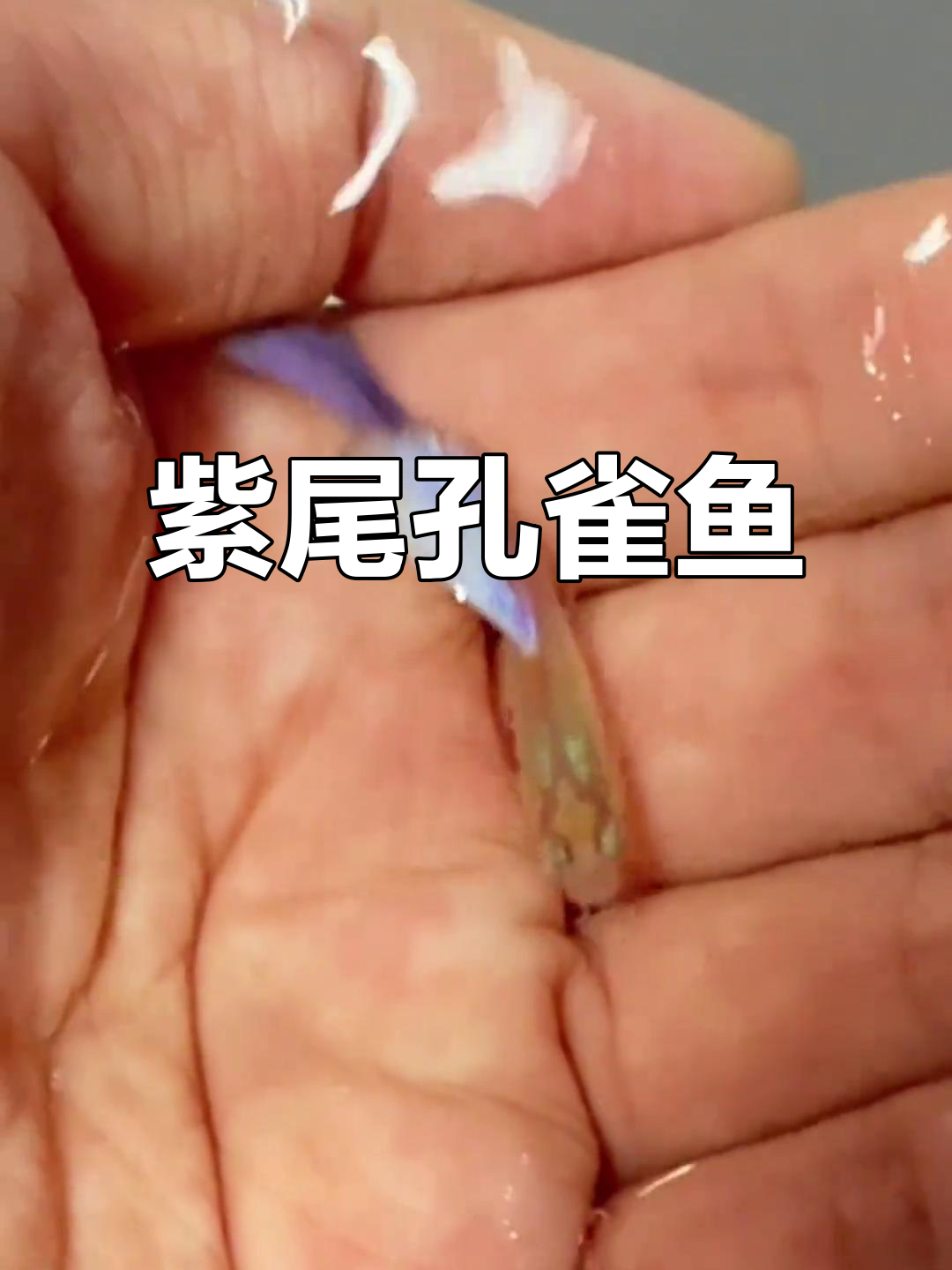 紫霞仙子孔雀鱼,美丽尾巴惊艳全场