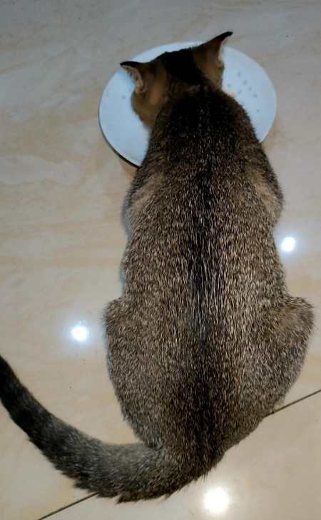 1200次播放.2022-10-3050东莞吴小喵2.