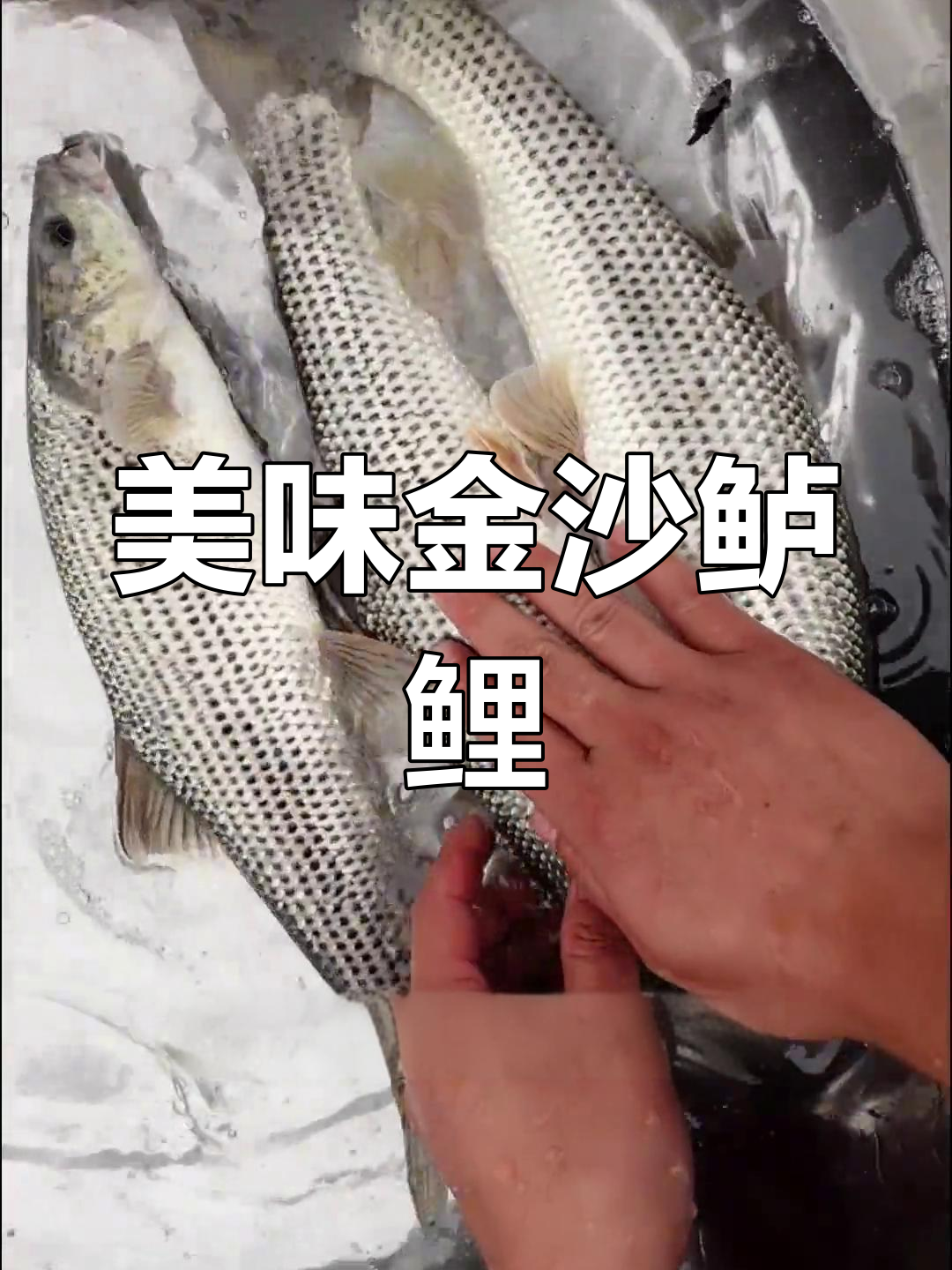 金沙鲈鲤:肉质鲜美,国家保护动物