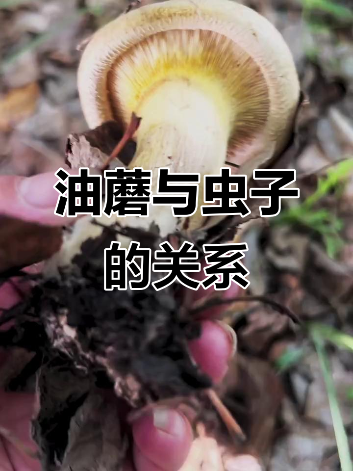 2023年野生油蘑常带虫,清洗去除,介意者慎购