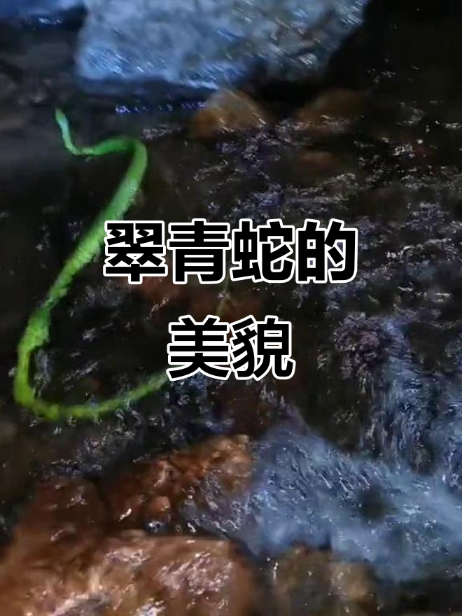 翠青蛇为什么不能上手