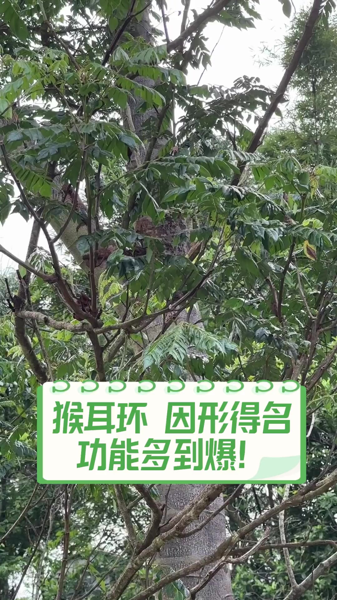 猴耳环,因形得名,功能多到爆!