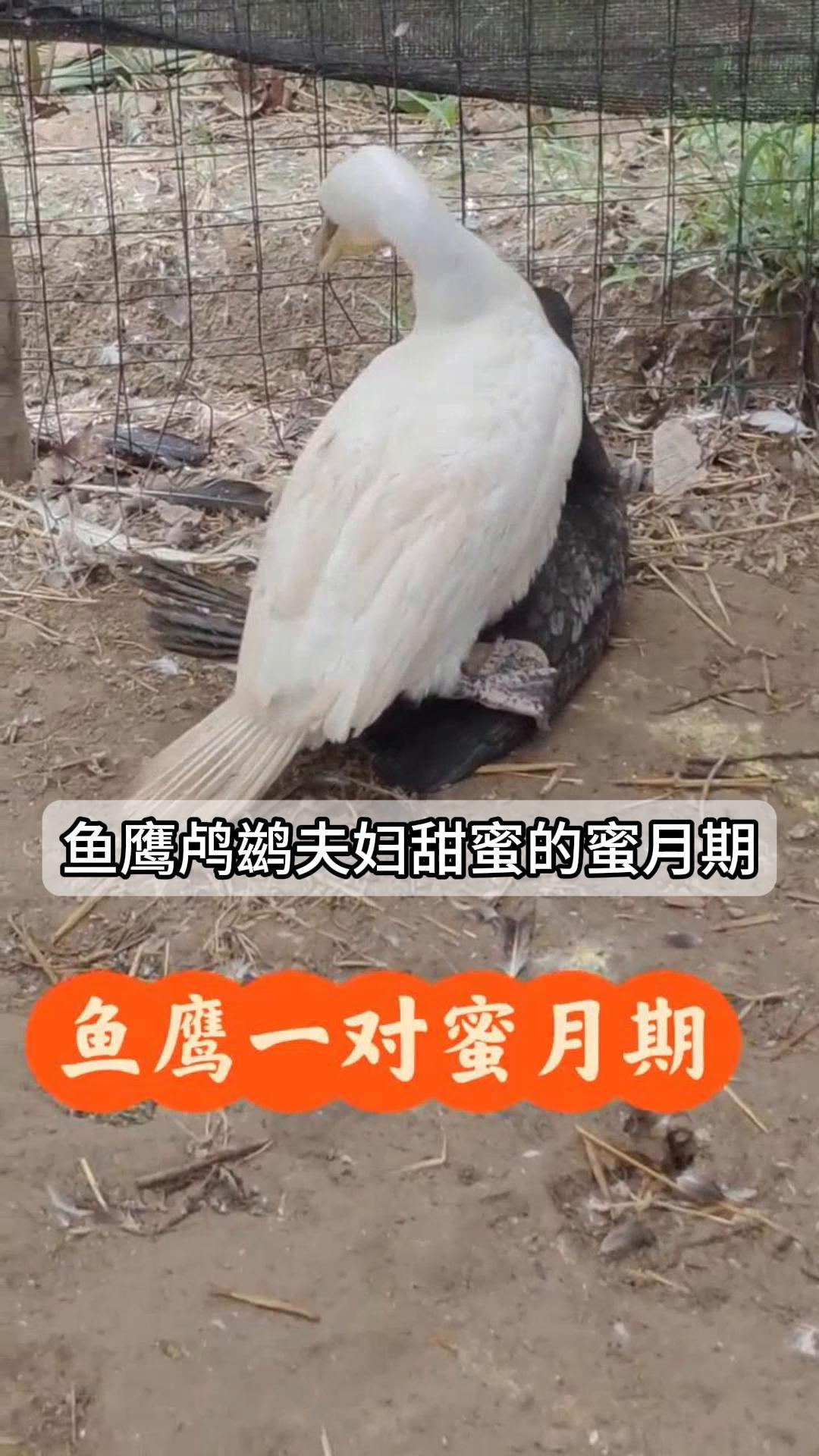 鱼鹰鸬鹚夫妇:甜蜜的"蜜月期"