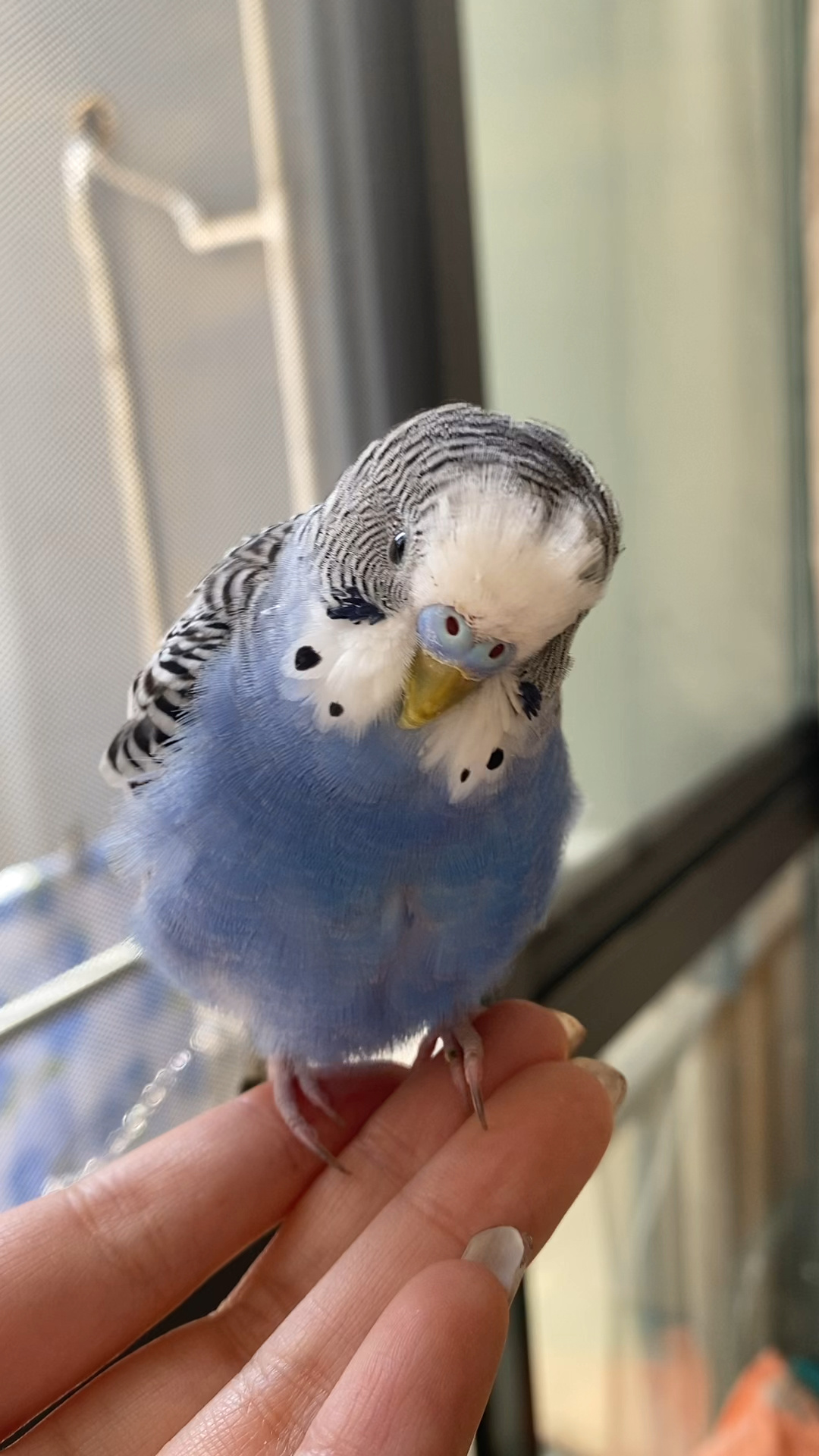 虎皮鹦鹉炸毛了是为啥啊?