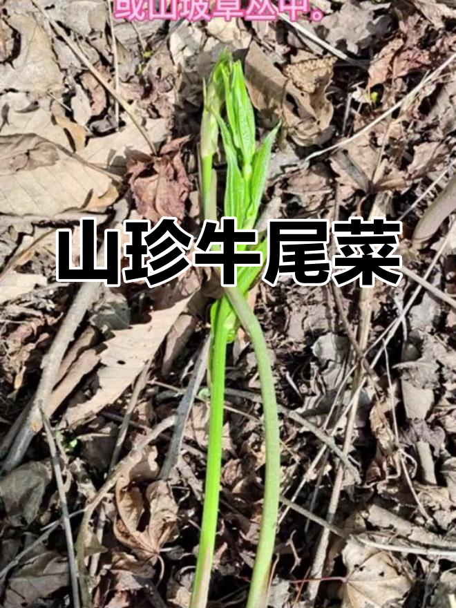 牛尾菜:东北山野菜的宝藏,营养丰富又抗癌