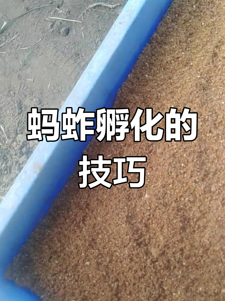 蚂蚱卵孵化全过程揭秘