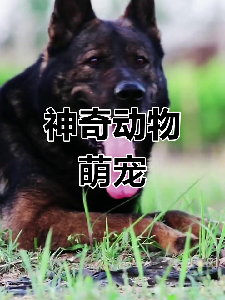 东德牧羊犬训练全纪录